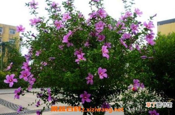 木槿花的功效与作用 木槿花怎么吃