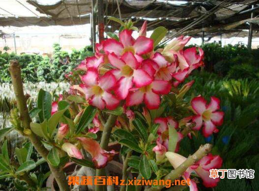 沙漠玫瑰的修剪方法图 沙漠玫瑰修剪注意事项