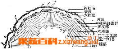 山地豆的功效与作用