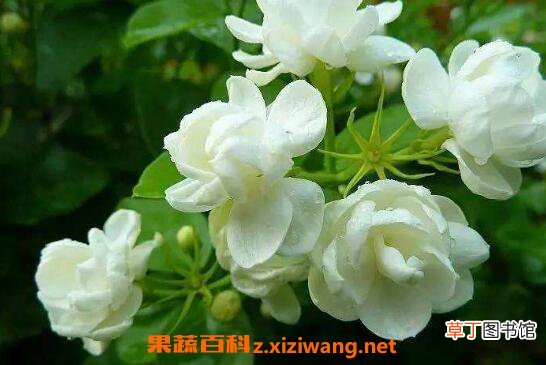 茉莉花怎么养 茉莉花的养殖方法及注意事项