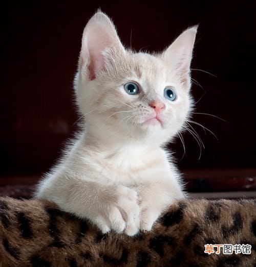 女人梦见被猫抓头发什么意思