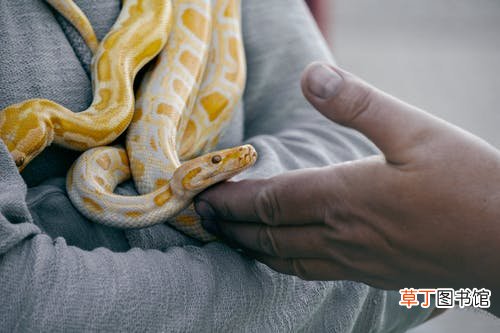 男人梦见捉到大蛇什么意思