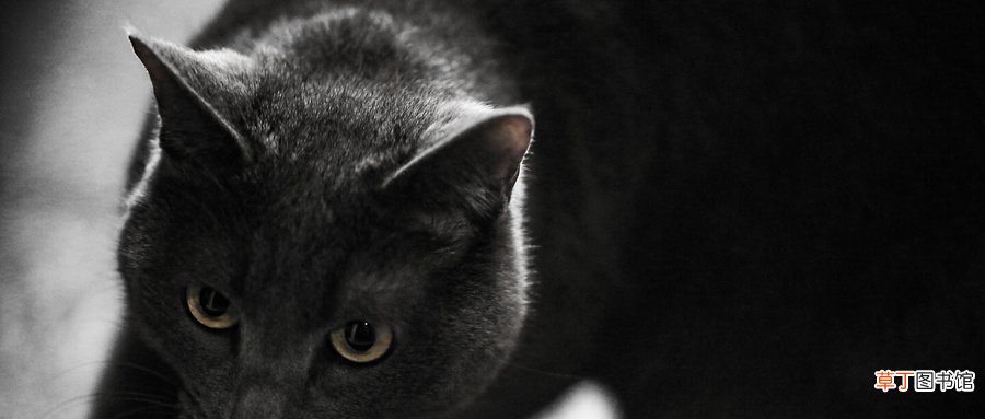 梦见黑猫很温顺什么意思