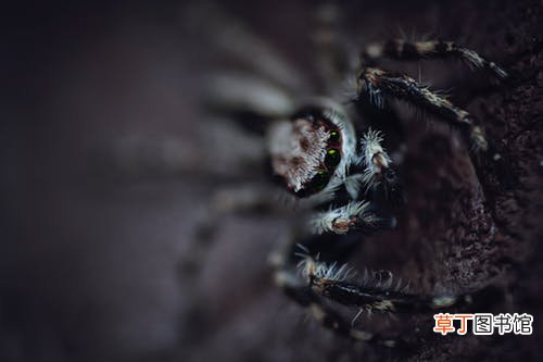 梦见黑色大蜘蛛什么意思