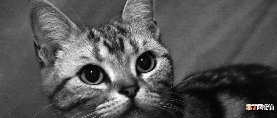 梦见黑猫很温顺什么意思