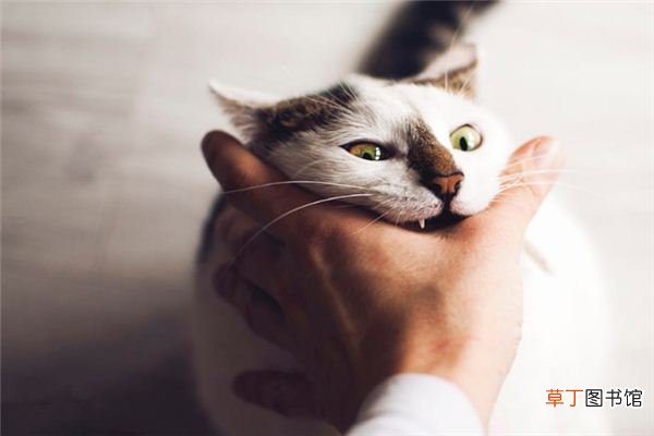 女人梦到被猫咬手出血什么意思