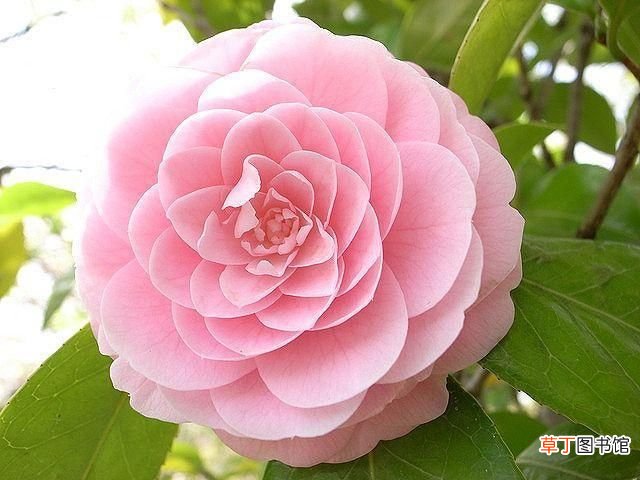 中国的国花? 中国最新十大国花排行出炉?