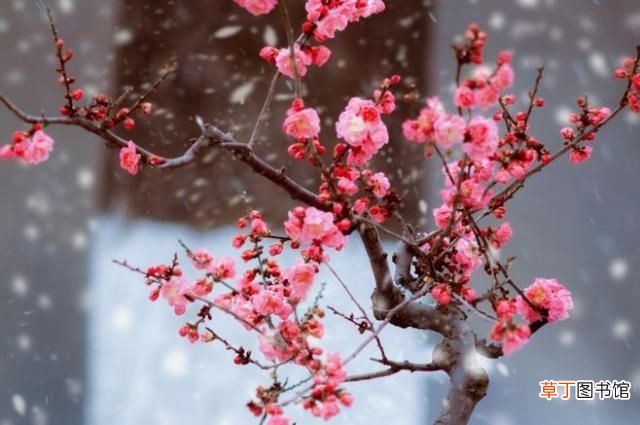 中国的国花? 中国最新十大国花排行出炉?