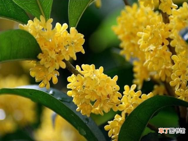 中国的国花? 中国最新十大国花排行出炉?