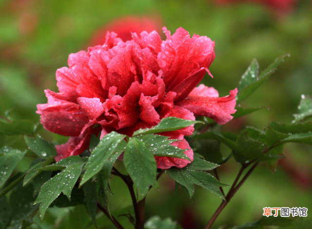 中国的国花? 中国最新十大国花排行出炉?