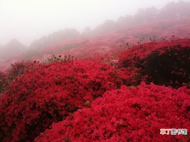 中国的国花? 中国最新十大国花排行出炉?