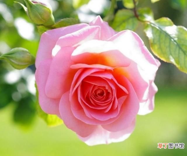 中国的国花? 中国最新十大国花排行出炉?