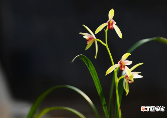 中国的国花? 中国最新十大国花排行出炉?