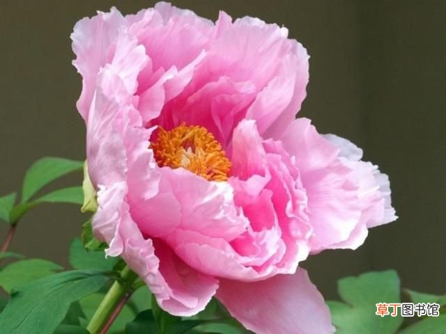 中国的国花? 中国最新十大国花排行出炉?