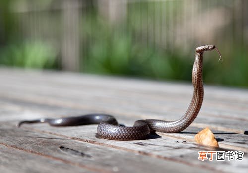 女人梦到蛇咬手没有血什么意思