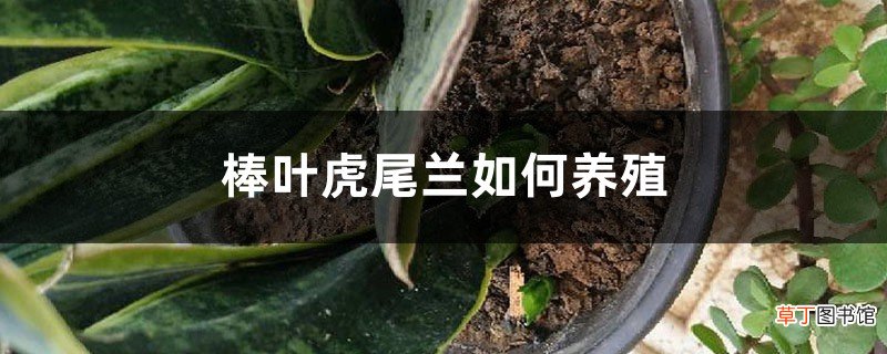 棒叶虎尾兰如何养殖