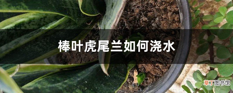 棒叶虎尾兰如何浇水