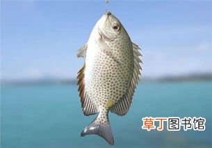 梦见鱼变成人什么意思
