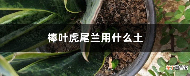 棒叶虎尾兰用什么土
