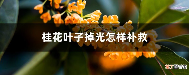 桂花叶子掉光怎样补救