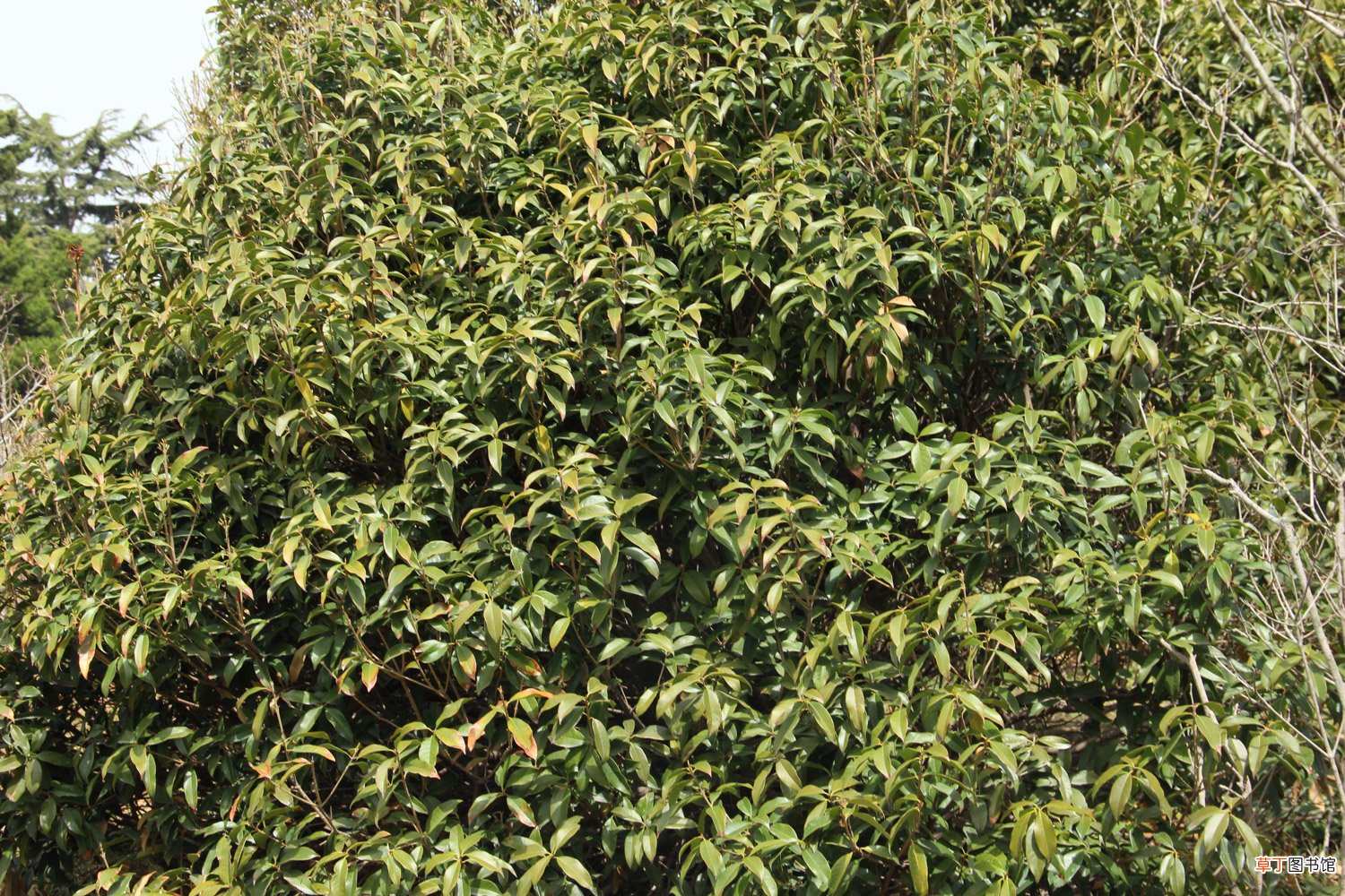 桂花叶子掉光怎样补救