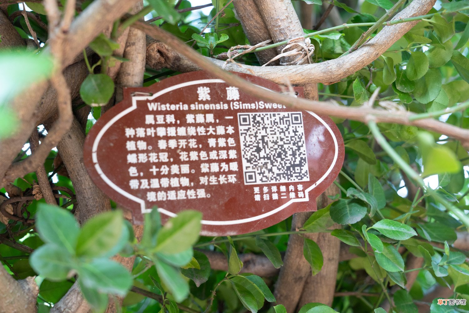 紫藤秋天怎么养