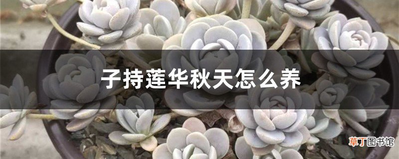 子持莲华秋天怎么养