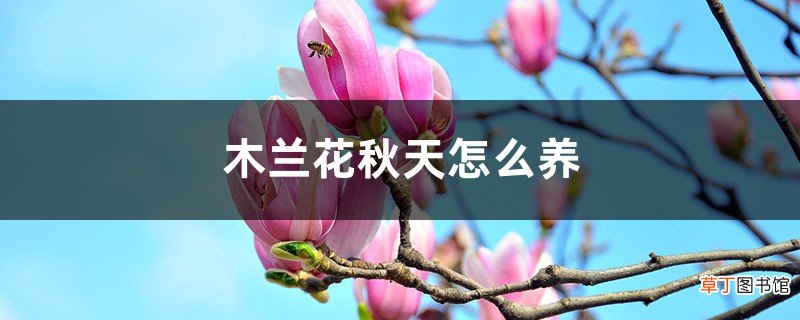 木兰花秋天怎么养