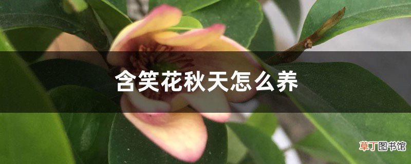 含笑花秋天怎么养