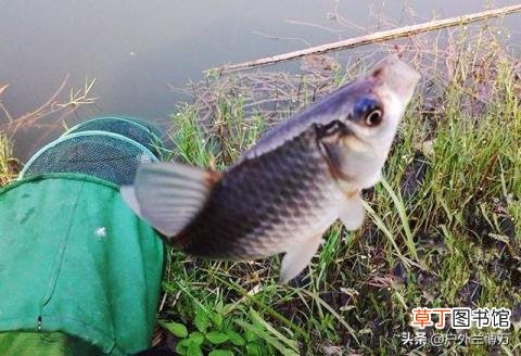 钓鱼鱼不咬钩怎么办 鱼为什么不咬钩