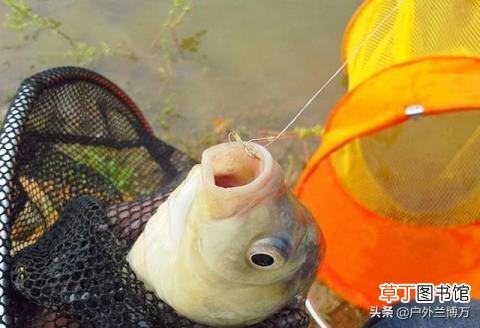 钓鱼鱼不咬钩怎么办 鱼为什么不咬钩