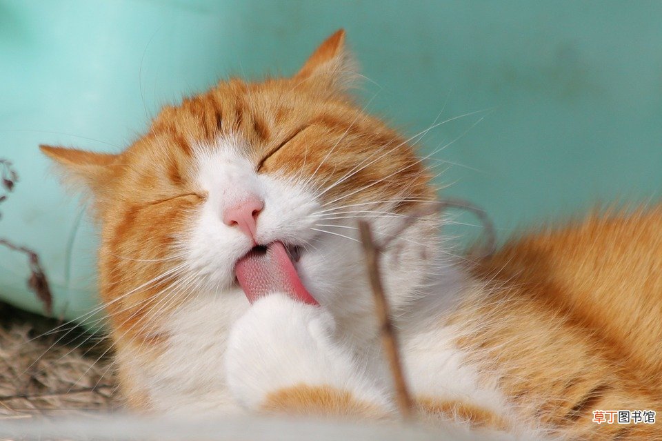 梦见抱着小猫什么意思