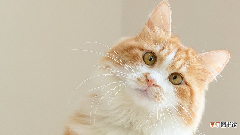 梦到猫和老鼠是什么意思