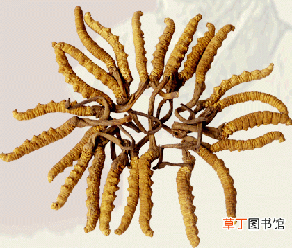 冬虫夏草怎么吃最好 冬虫夏草吃法