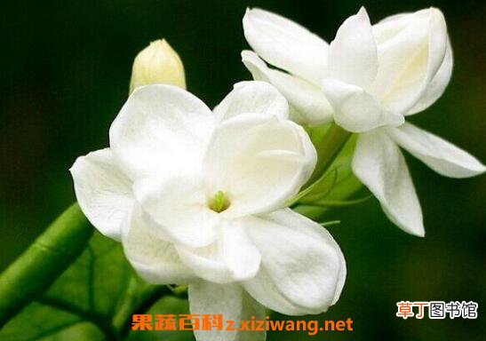 栀子花怎么养 栀子花的养殖方法和注意事项