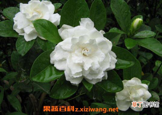 栀子花怎么养 栀子花的养殖方法和注意事项