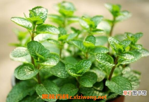 薄荷怎么养 薄荷的养殖方法和注意事项