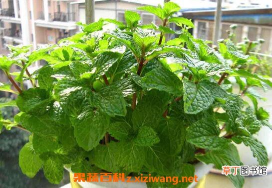 薄荷怎么养 薄荷的养殖方法和注意事项