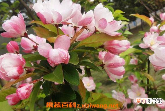 海棠花怎么养殖 海棠花的养殖方法