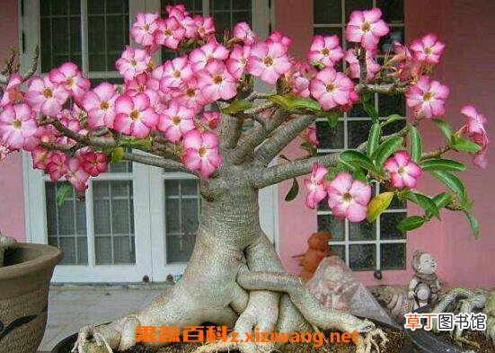 沙漠玫瑰怎么养 沙漠玫瑰的养殖方法