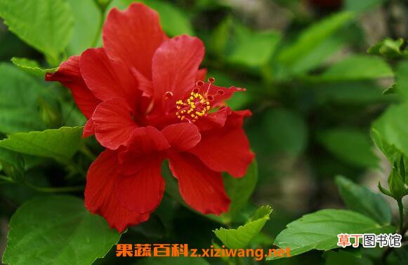 扶桑花怎么养 扶桑花的养殖方法