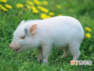 孕妇梦见白猪也生男孩什么意思