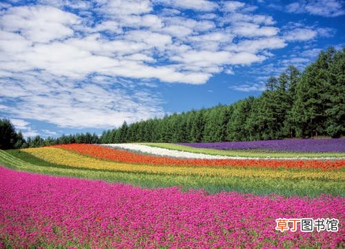 女人梦到各种各样的花什么意思
