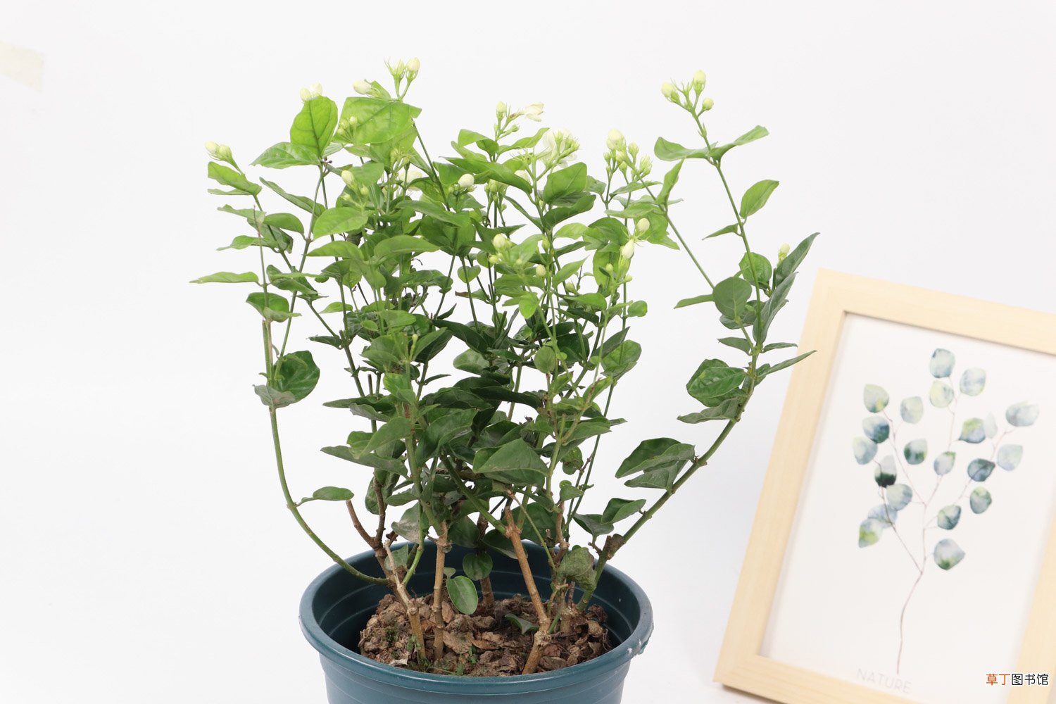 茉莉花秋天怎么养