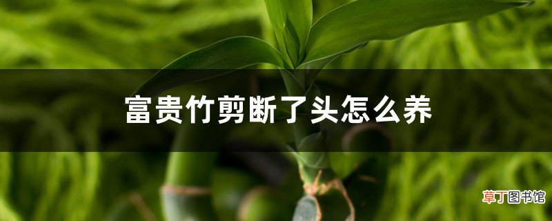 富贵竹剪断了头怎么养