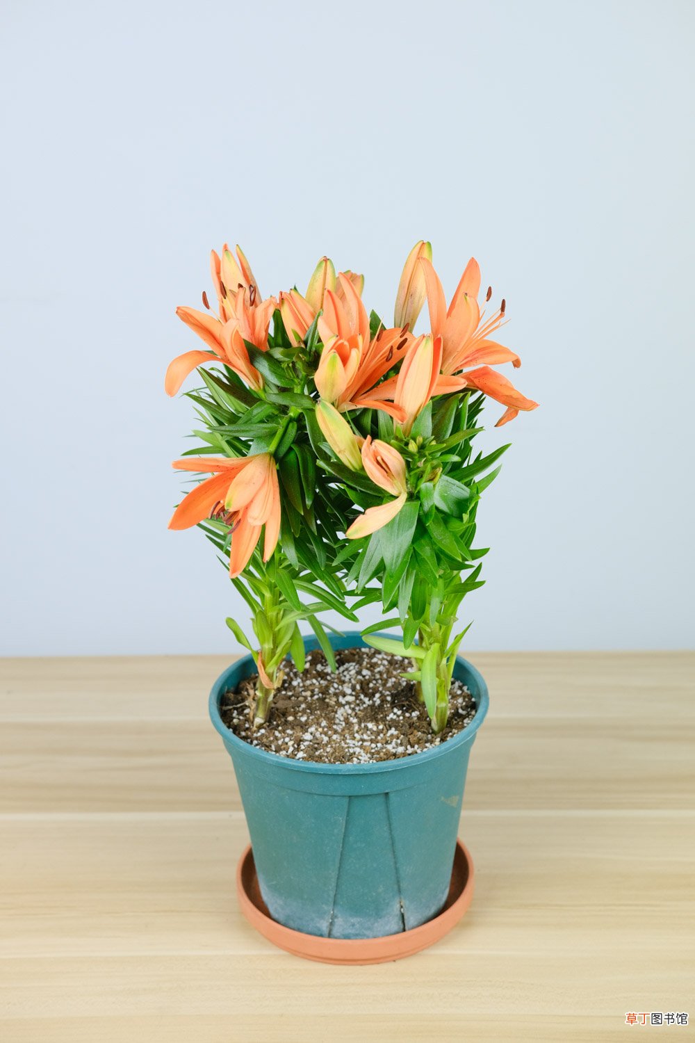 百合花秋天怎么养