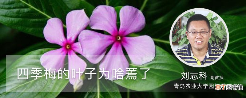 四季梅的叶子为啥蔫了