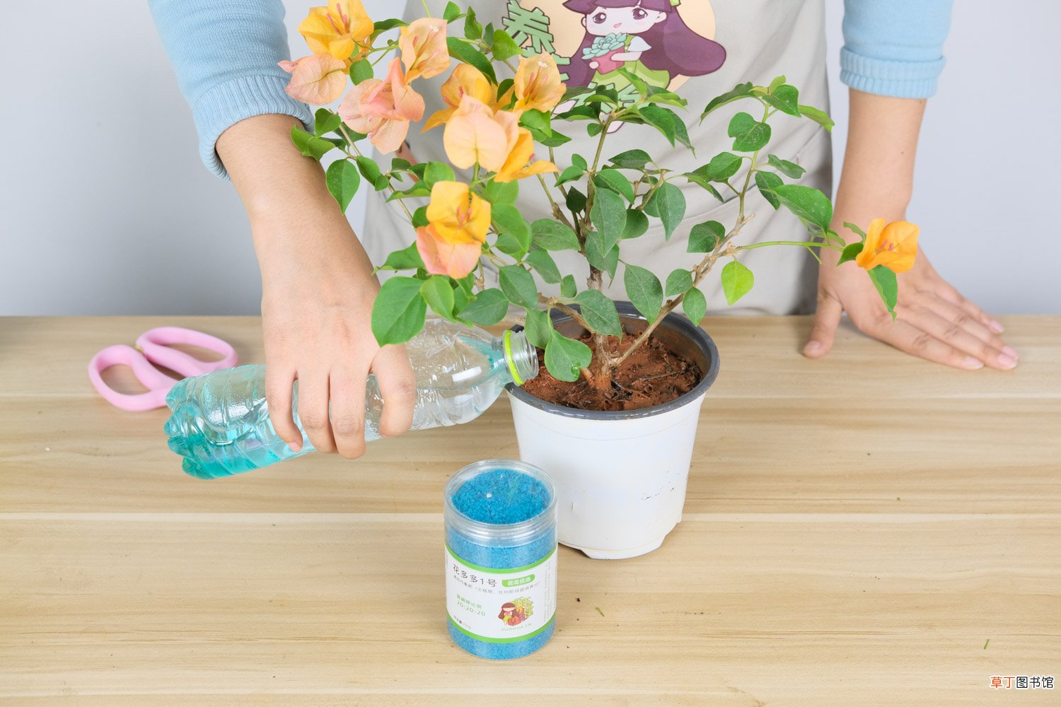 三角梅怎样剪枝