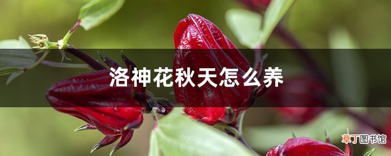 洛神花秋天怎么养