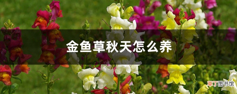 金鱼草秋天怎么养